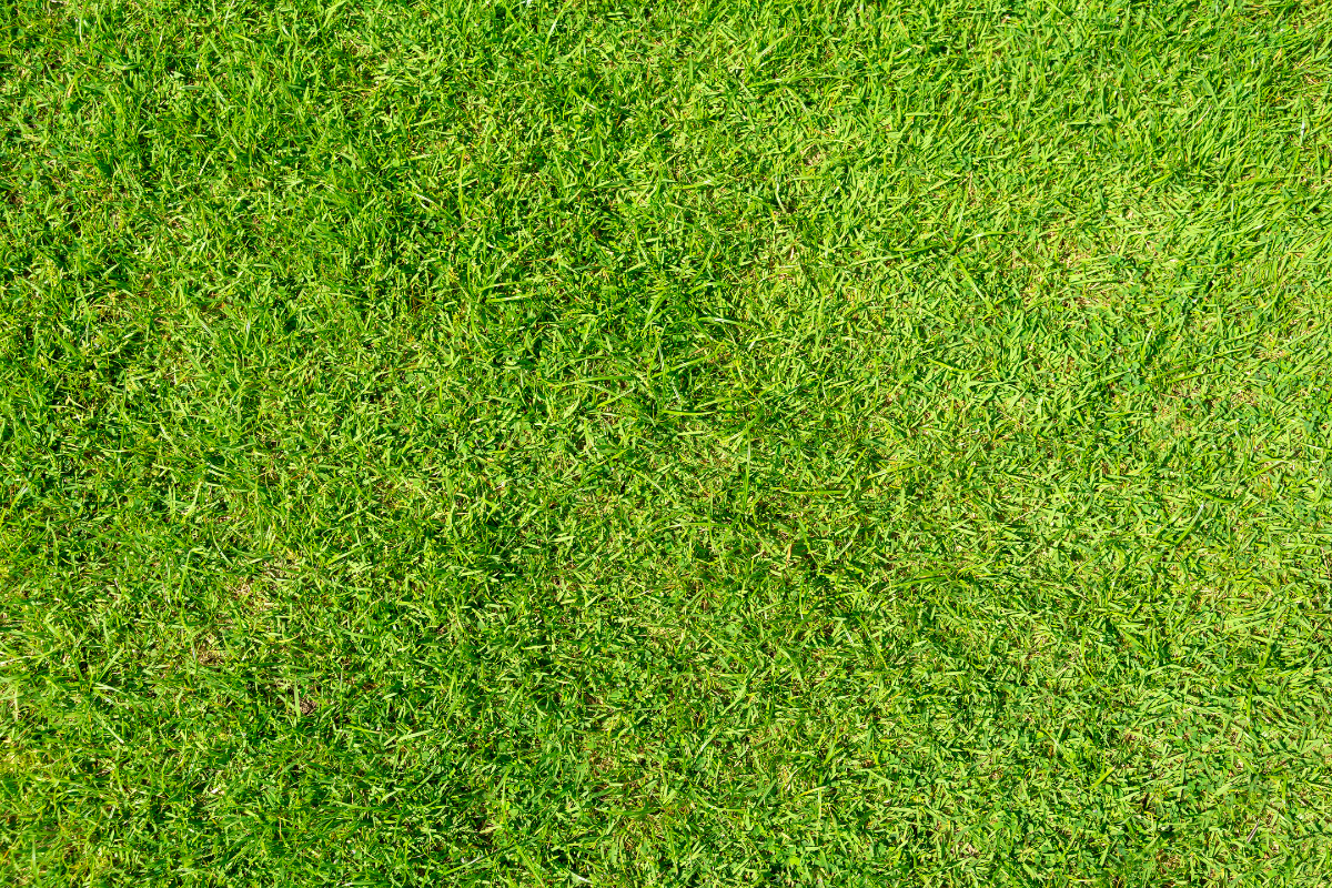 Green Grass Is Used to Make Sports Fields